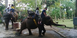 Bali Elephant Ride Tour